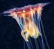 Giant meduza cijanida: opis, stil života, zanimljive činjenice