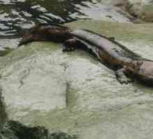 Giant salamander (gigantski): opis, dimenzije
