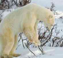 Гигантский белый медведь: описание и место обитания