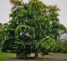 Ginkgo (drvo): opis, fotografija, primjena u narodnoj medicini