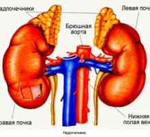 Hiperplasija nadbubrežne žlijezde - što je to? Simptomi i liječenje bolesti