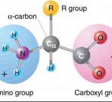 Histidin: formula, kemijske reakcije