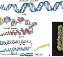 Histonski i ne-histonski proteini: vrste, funkcije