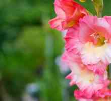 Gladiolus: slijetanje i briga na otvorenom terenu