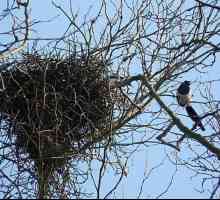 Gnijezdo magpies. Kako oni grade gnijezdo?