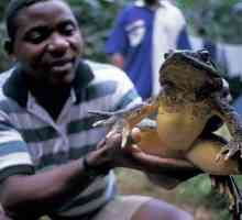 Golijat je najveća žaba na svijetu