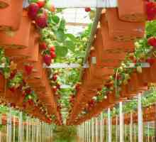 Nizozemska tehnologija za uzgoj jagoda tijekom cijele godine: kako ga koristiti ispravno?