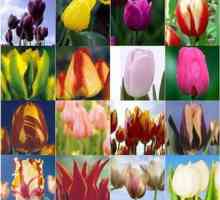 Nizozemski tulipani: fotografije, sorte, uzgoj, sadnju i njegu