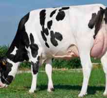 Holsteinova pasmina krave: karakteristična. Mliječne stoke