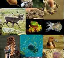 Homotiotermalni organizmi. Topla životinja. Poykilotermni organizmi