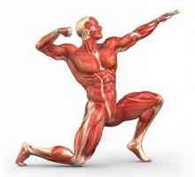 Гормон роста для роста мышц. Какие существуют гормоны роста для начинающих атлетов?