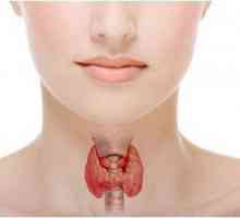 Hormoni paratiroidnih žlijezda: funkcionira, utječe na ljudsko tijelo