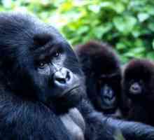 Mountain gorilla: fotografija, opis