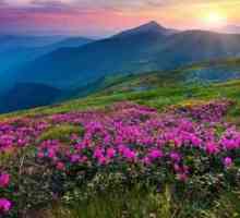 Planinsko cvijeće: imena i mogućnosti