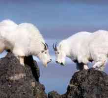 Planinske koze - vješt penjači