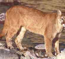 Planinski lav je velika i grabežljiva mačka. Reprodukcija, prehrana i fotografija životinje