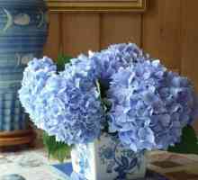 Hortensia iz Foamiran: majstorska klasa za izradu cvijeta