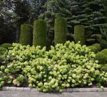 Hortenzija `litl lime `- aromatične note jesenskog vrta