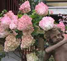 Hortenzija Vanilla Frejzi: sadnja i njegu, fotografija, dimenzije, priprema za zimu, recenzije