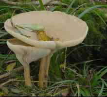 Govorushka: gljiva je zanimljiva, ali malo poznata. Posuđe od govoroshek
