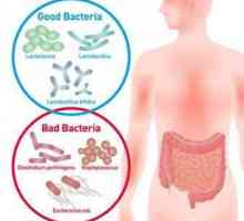 Gram-pozitivne i Gram-negativne bakterije