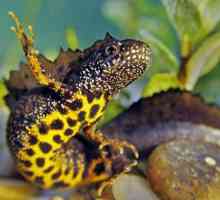 Crested newt: fotografije, zanimljive činjenice