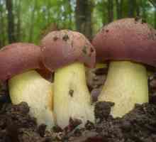 Gljiva svinja: opis mjesta gdje raste i kad žetve