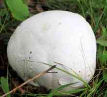 Ogripa od gljiva: opis, vrste i svojstva. Gdje se pojavio kišni ogrtač
