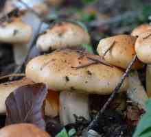 Higroforski gljive: opis, vrsta. Hyperforest Riesfoot
