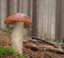 Gljiva crvena glava: šumska poslastica