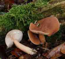 Gljiva rublja: fotografija, opis, uporaba