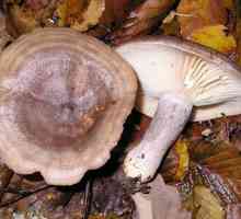 Laktiferous gljiva: fotografija i opis