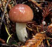 Mokruha gljiva: opis i korisna svojstva
