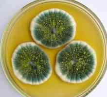 Fungus penicillium: struktura, svojstva, primjena