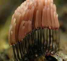 Plasmodium gljiva: fotografija i opis