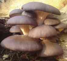 Uzgoj gljiva na stablima: jestive vrste makromiketa