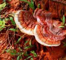 Reishi gljiva: ljekovita svojstva i kontraindikacije