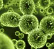 Gljivična infekcija: vrste, uzroci, simptomi, dijagnoza i liječenje