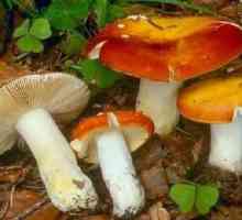 Gljive u Bjelorusiji: opis i fotografija