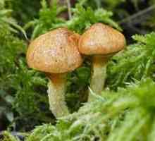 Oštre gljive: korist i štetu, kaloriju i sastav