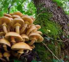 Gljive na panjevima: opis, imena, vrste i recenzije