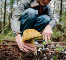 Gljive Orenburške regije: opis mjesta i vremena prikupljanja