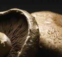 Portobello gljive: fotografije, recepti, prednosti i štete