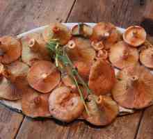 Kako kuhati gljive? Savjeti o tome kako slane gljive crvenokosi tako da su nježne i ukusne
