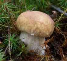 Gljive su jestive i otrovne gljive - kako prepoznati? Glavne vrste otrovnih gljiva