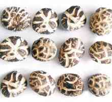 Shiitake gljive. Prednosti i metode pripreme