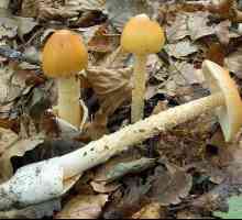 Gljivači: važni savjeti za berače gljiva