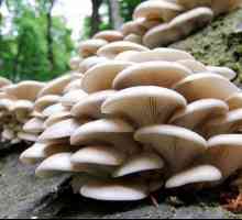 Oštrkaste gljive: sadržaj kalorija i sastav