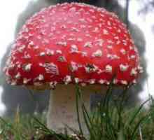Gljive navedene u crvenoj knjizi Rusije (fotografija). Rijetke gljive Rusije, navedene u Crvenoj…