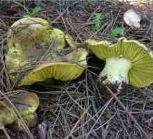 Zelene gljive: opis, distribucija, kulinarske karakteristike